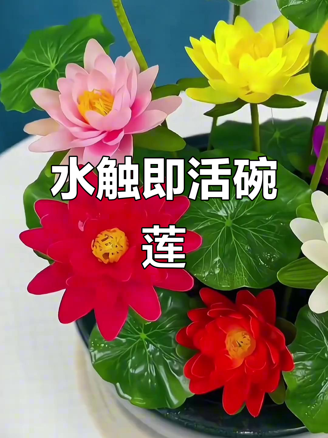 碗莲,水一碰就生根,四季常绿,适合鱼缸或小盆栽