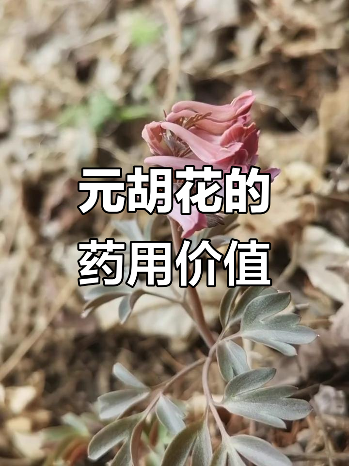 探秘红色元胡花:从野菜到活血良药