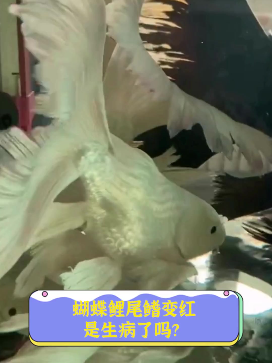 蝴蝶鲤尾鳍变红,是生病了吗?