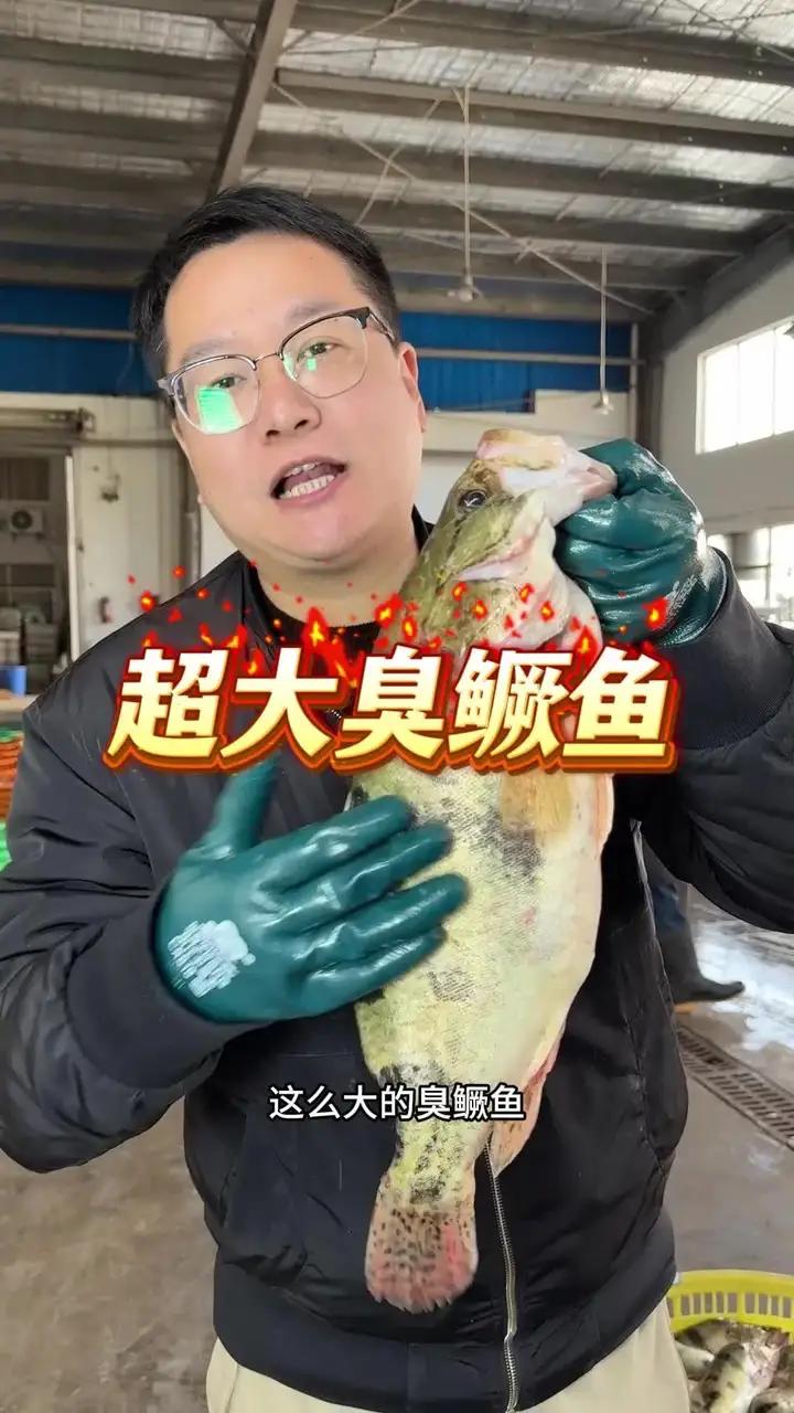 别一嘴馋就给饭店送钱了,饭店一条臭鳜鱼好几百,太贵了,来看看我们原产地臭鳜鱼,饭店一条臭鳜