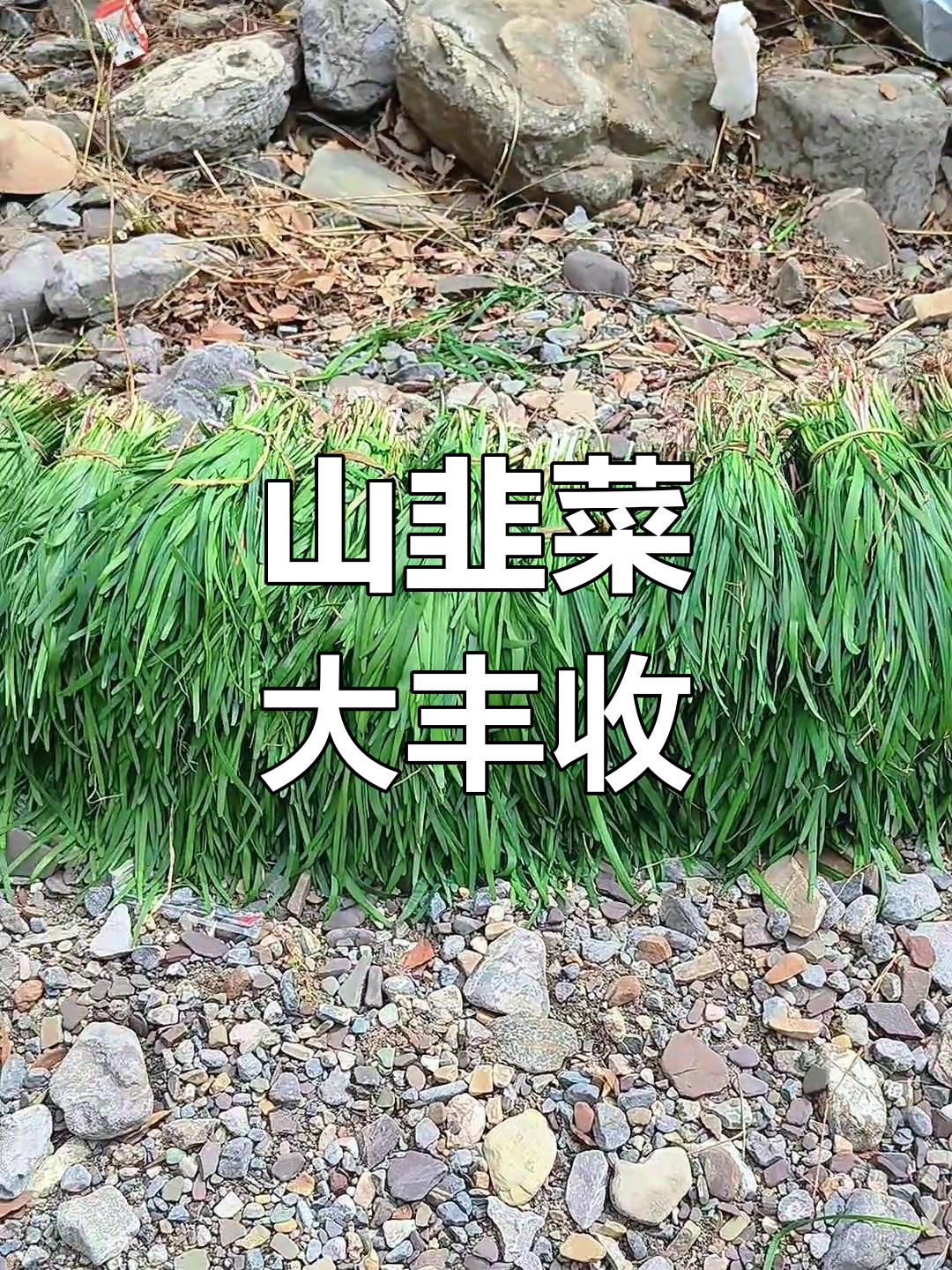 春天挖山韭菜,新鲜又美味!