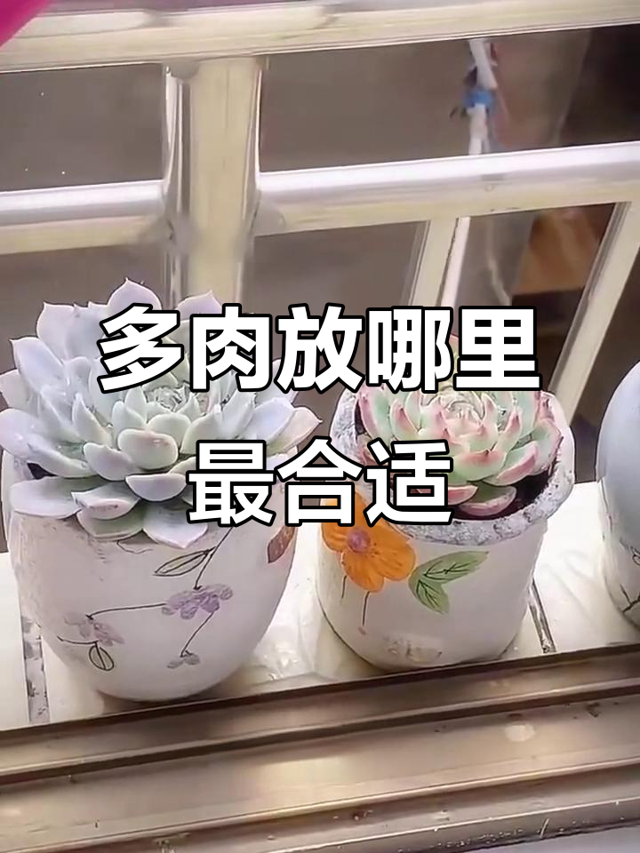 多肉植物放在卧室有好处,但要注意光照问题