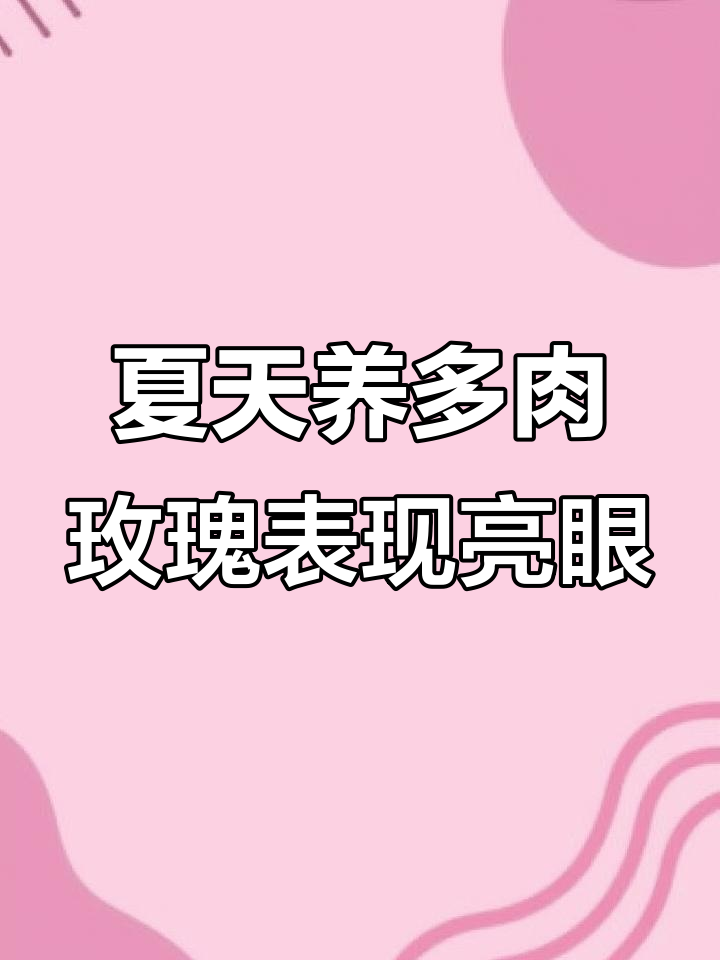 夏季养玫瑰,碧玉莲与水蜜桃吉娃娃状态大揭秘