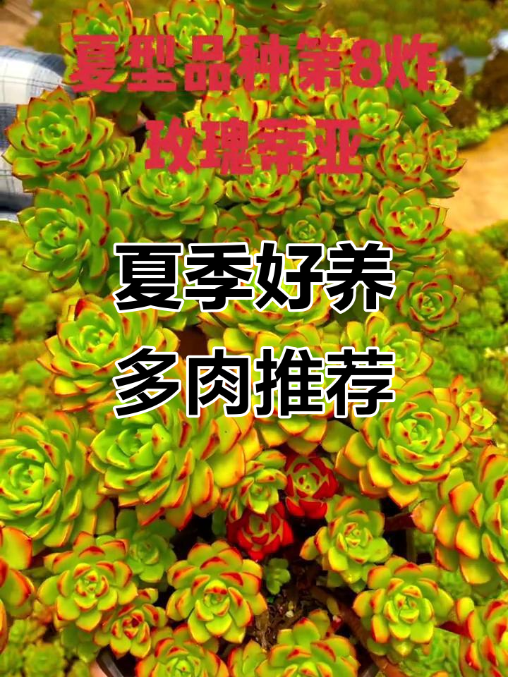 夏季最易养护的多肉玫瑰蒂亚,立秋后颜色更美