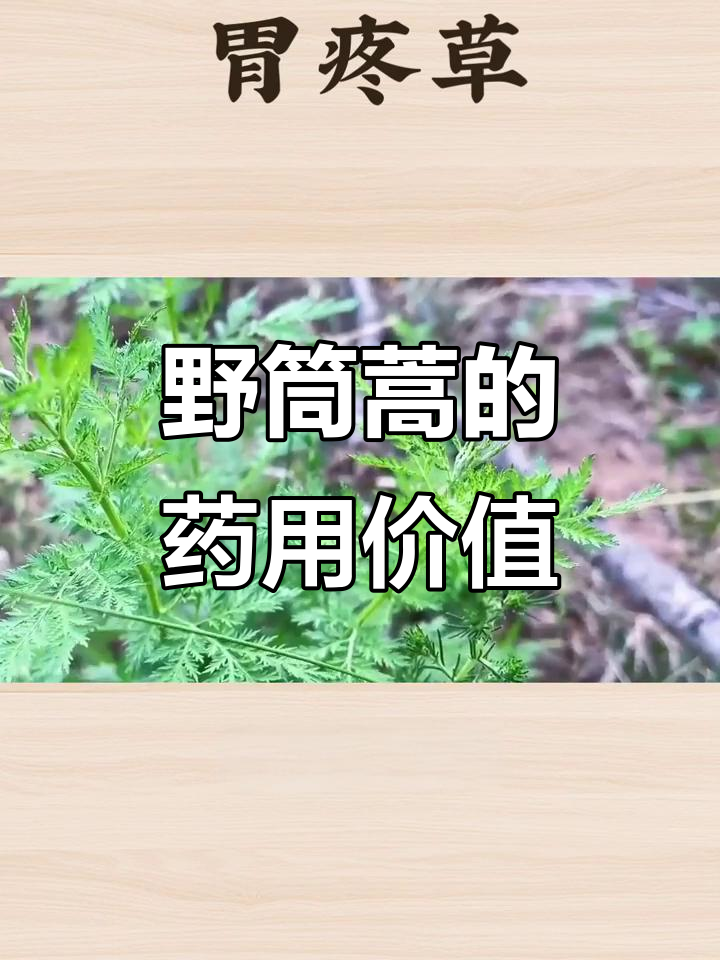 野茼蒿:革命菜与药用植物的故事