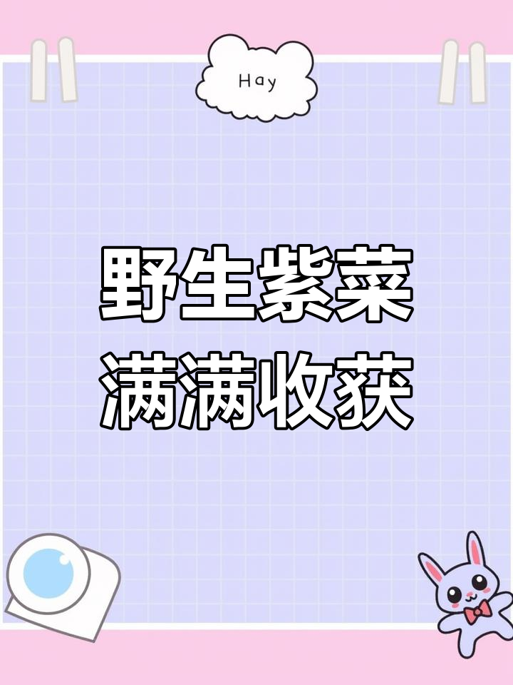 野生紫菜大丰收,赶海捡到宝!