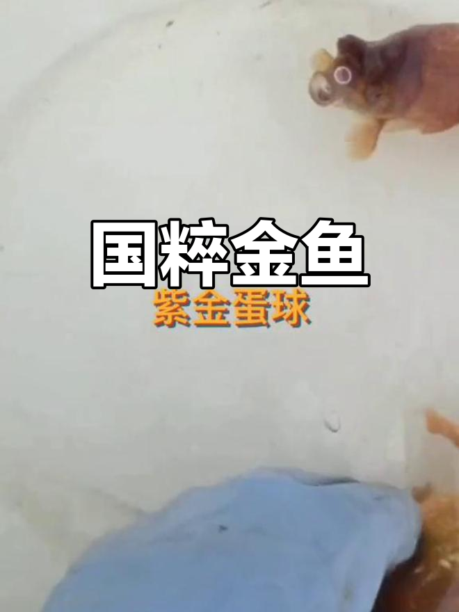 传统金鱼品种:紫金蛋球