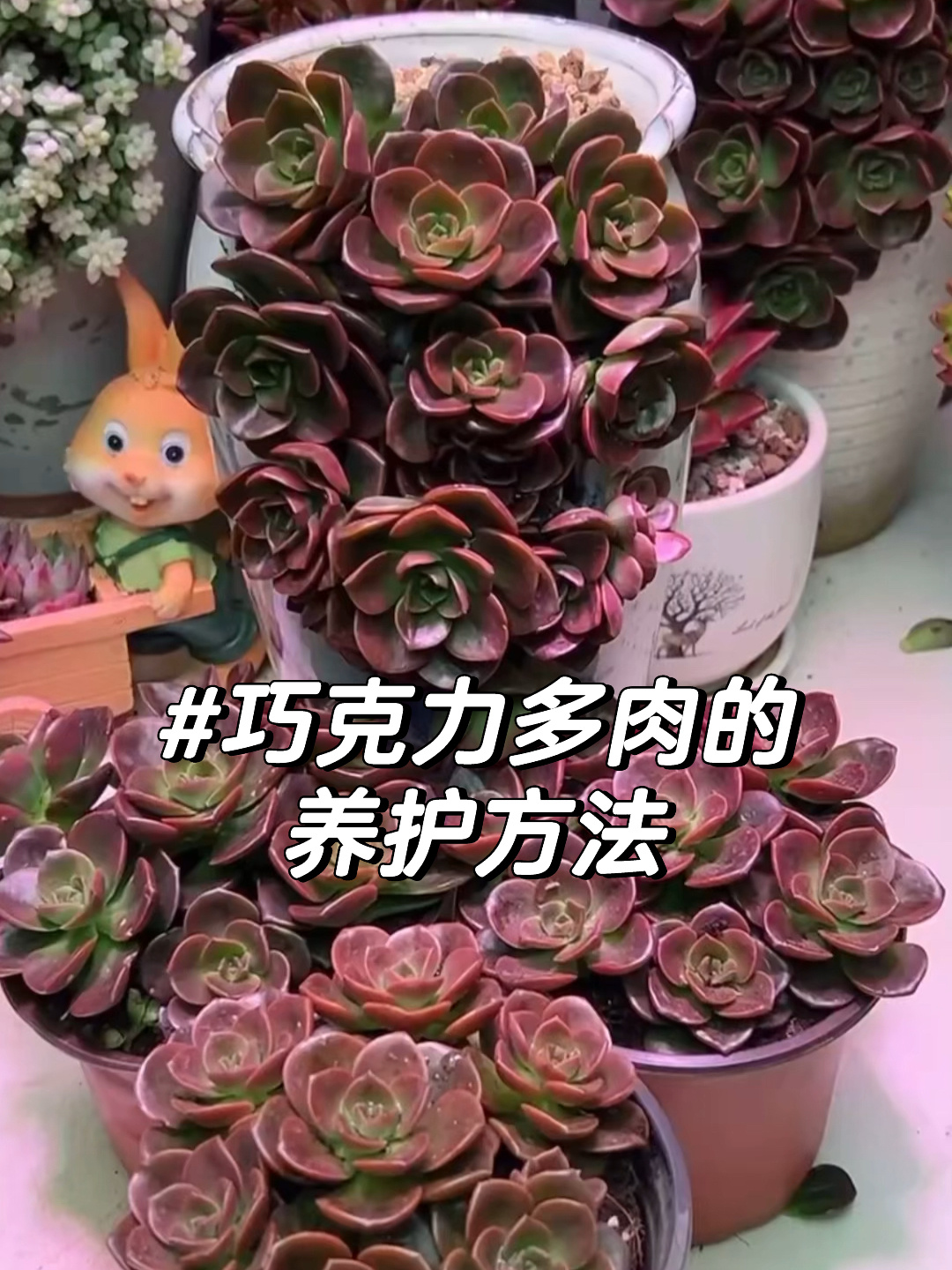 巧克力多肉养护方法