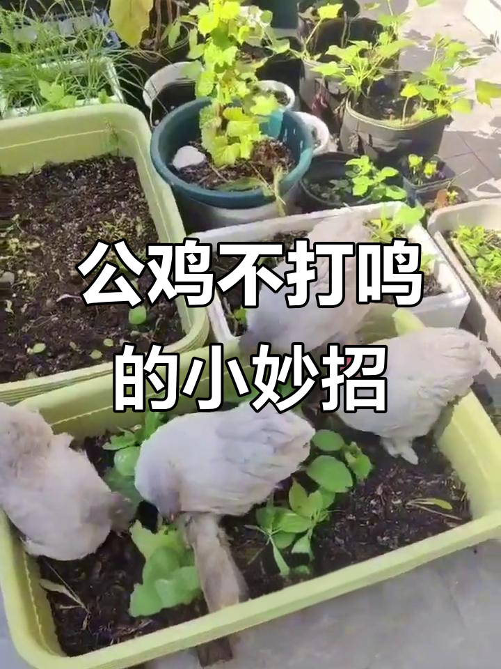 城市养鸡的烦恼:公鸡打鸣扰民,如何解决?