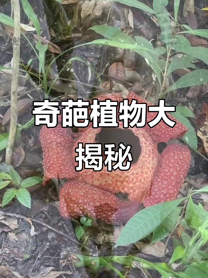 12种长相怪异的植物,看看你认识几种?