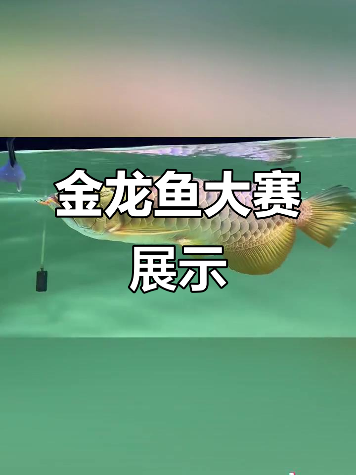赛级金龙鱼,红尾大展身手