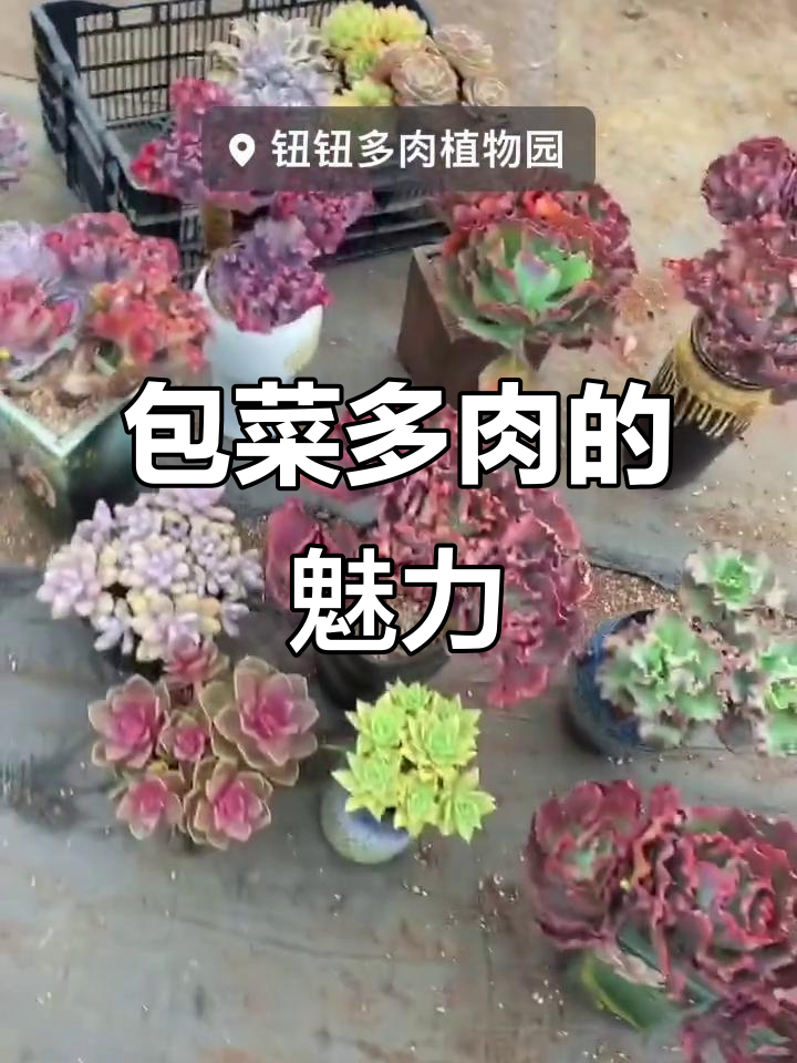 为什么包菜多肉植物这么受欢迎？夏季养护全攻略