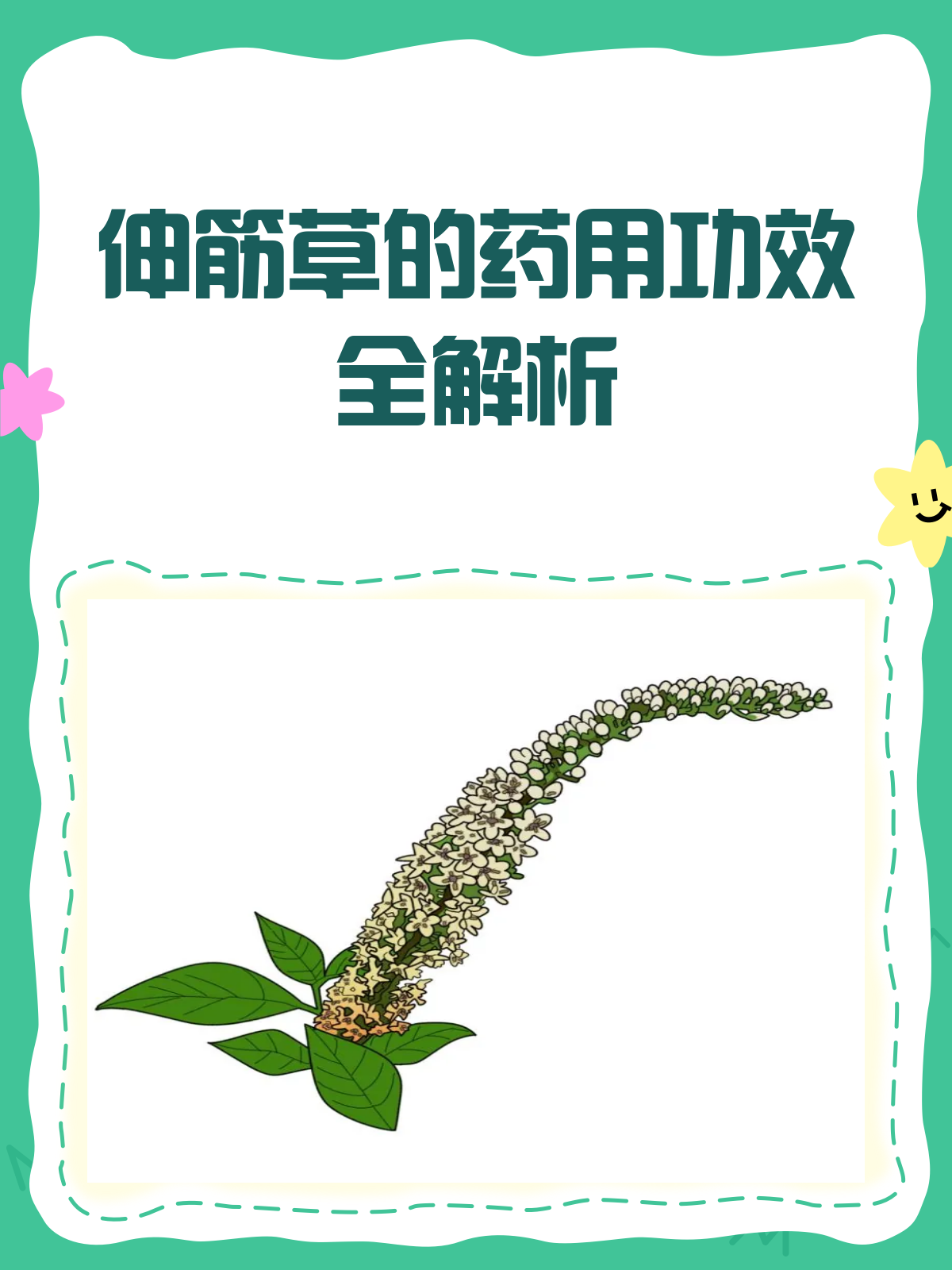 伸筋草:关节酸痛的克星来啦!