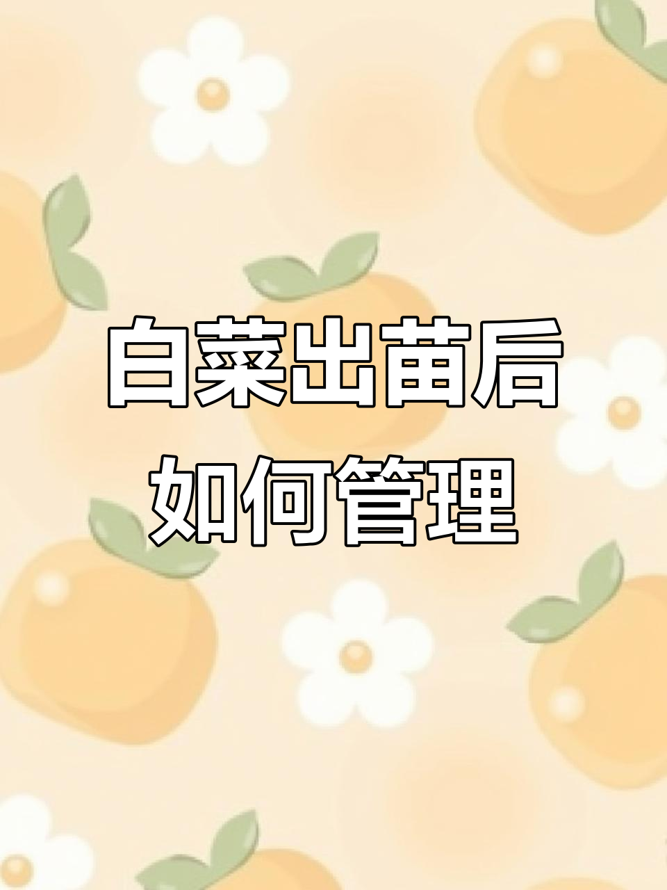 大白菜苗期管理全攻略,掌握这三点提高产量