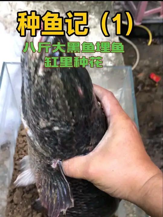 八斤大黑鱼埋鱼缸里种花