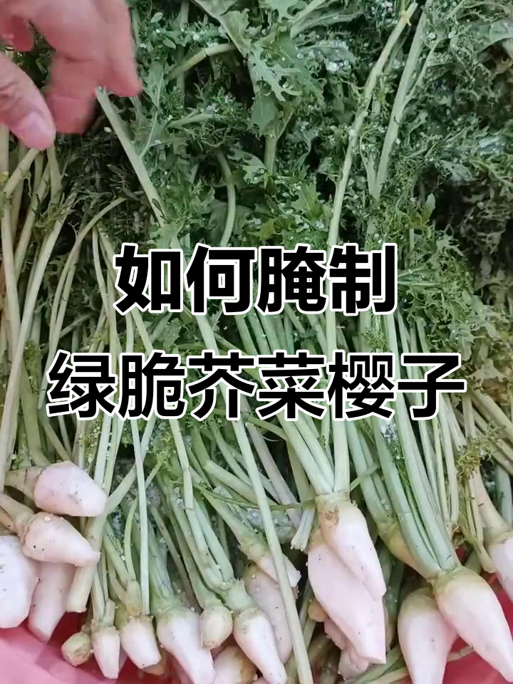 腌芥菜樱子技巧大揭秘,轻松做出美味冬季小菜