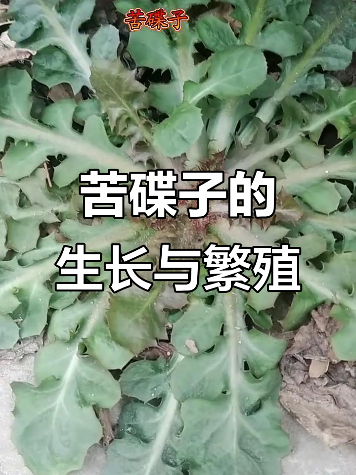 苦碟子:菊科草本植物,开花结果全过程揭秘