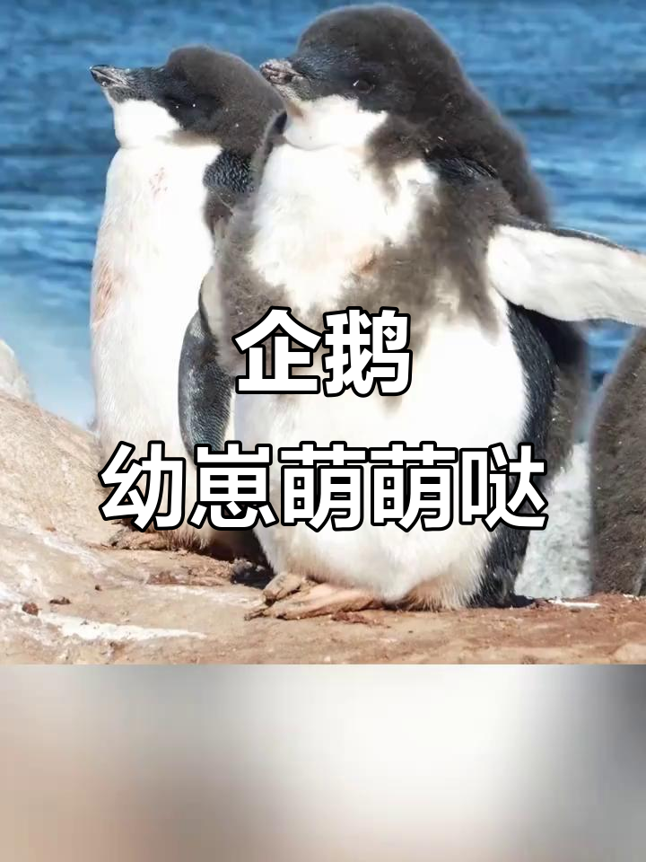 阿德利企鹅幼鸟,来自澳大利亚的可爱萌宠