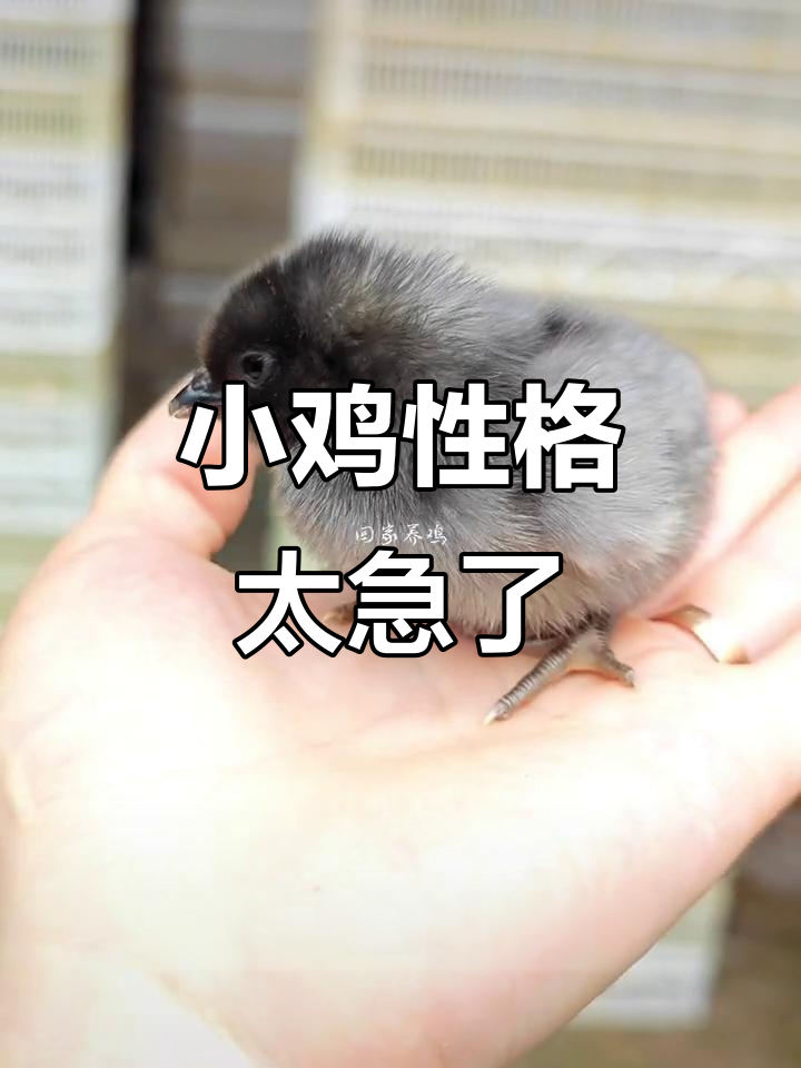 瓦灰鸡苗急不可待,19天破壳而出!