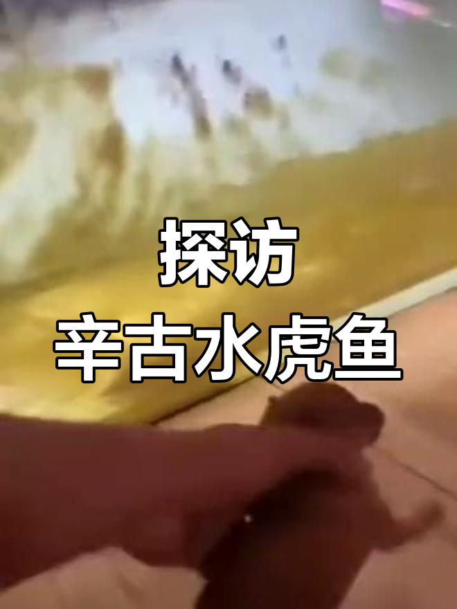 秘鲁猛鱼大揭秘,辛古水虎鱼的独特魅力