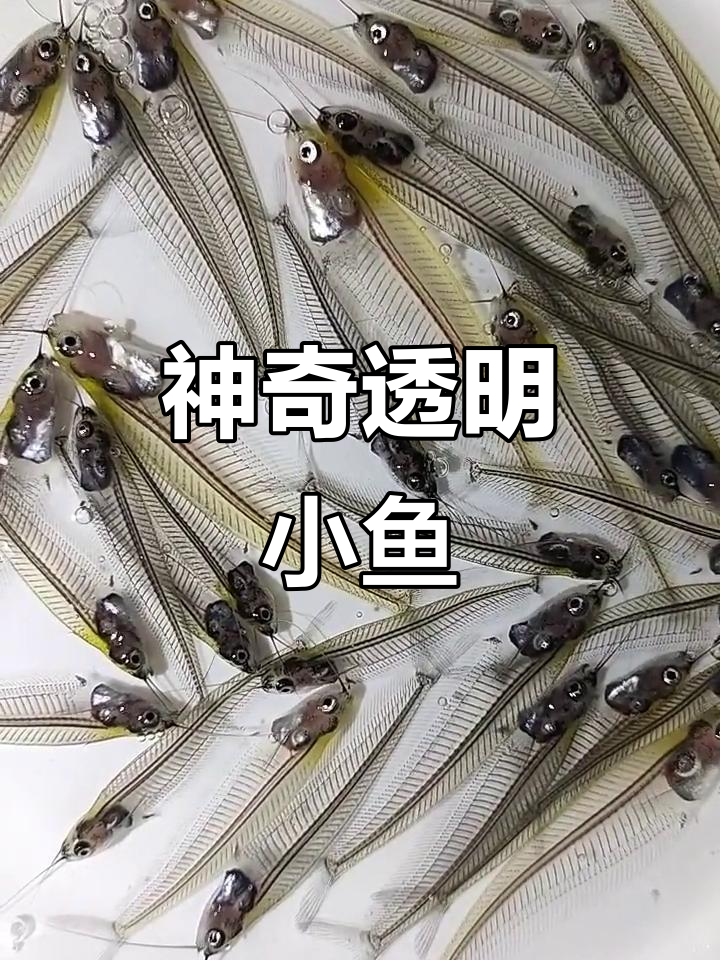 玻璃猫鱼：透明观赏鱼的奇妙之旅