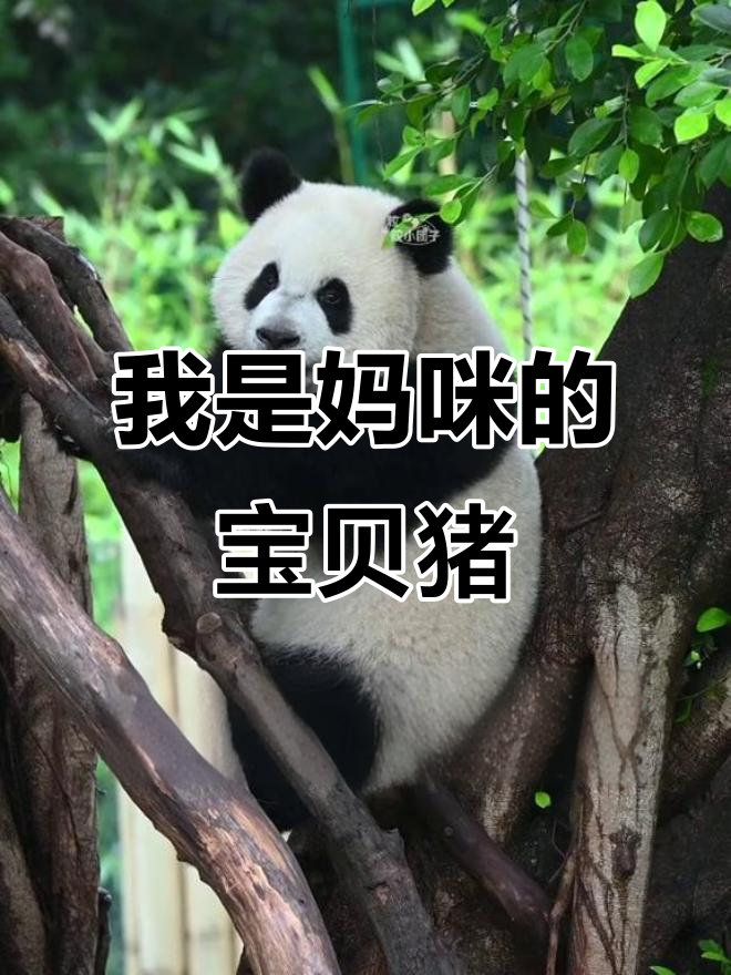 奇三妹：妈咪养的小猪，可爱又圆润