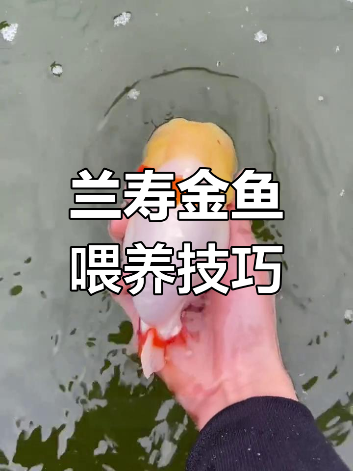 鱼长不大?喂食量是关键