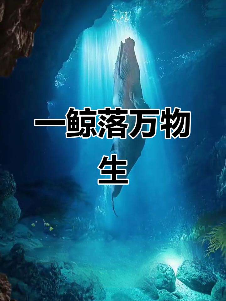 鲸鱼死亡后,海底生态大变样!从荒漠到CBD的转变