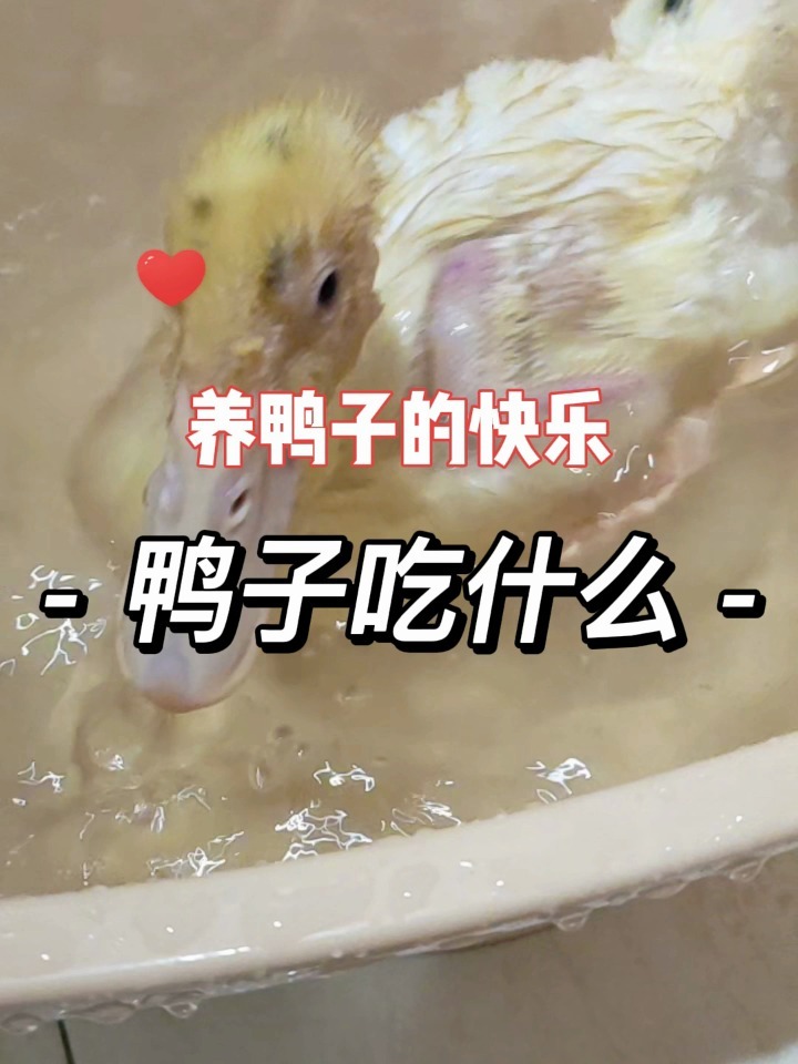 小鸭子端午平时会吃什么呢?