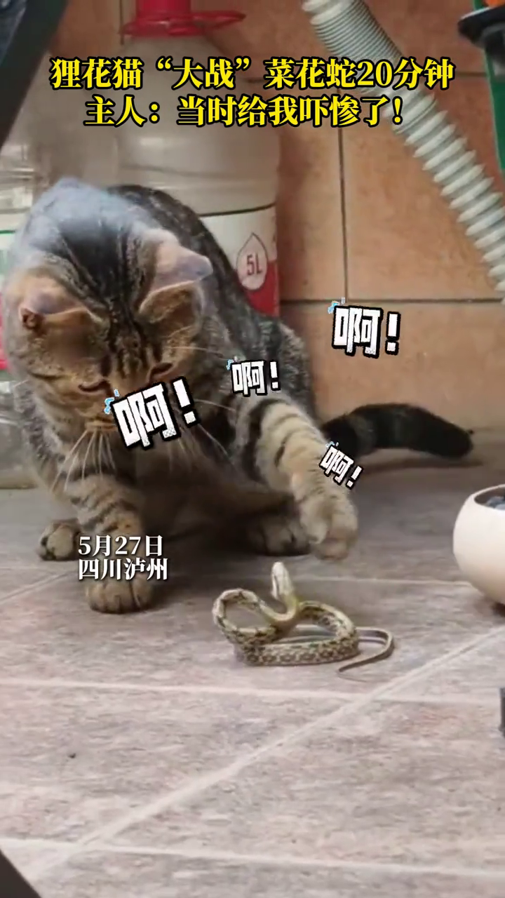 狸花猫“大战”菜花蛇20分钟,主人:当时给我吓惨了!
