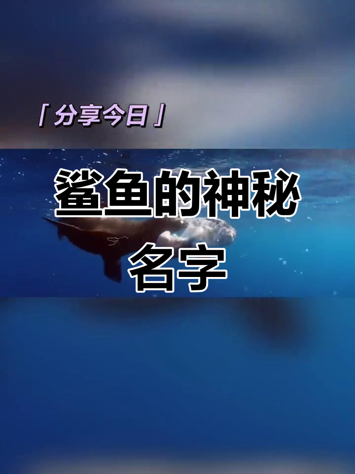 鲨鱼死亡后为何被称为“沙雕”?揭秘深海生物的奇特循环