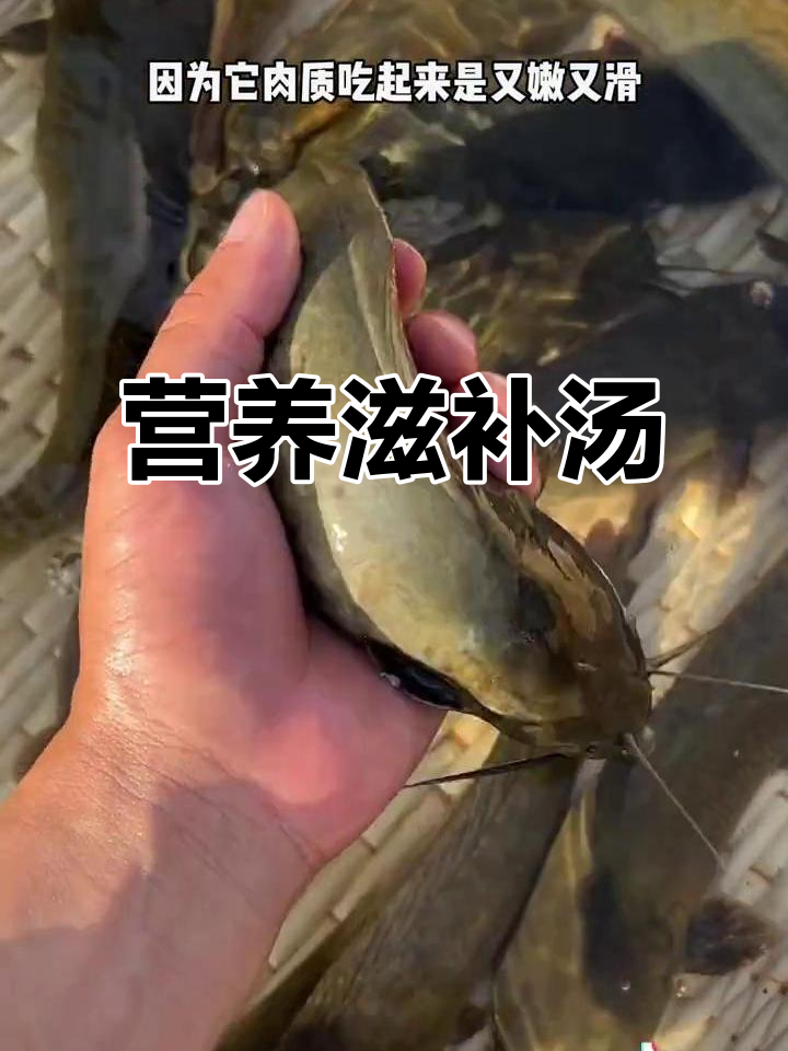 塘鲺与黑豆煲汤,滋补又美味!