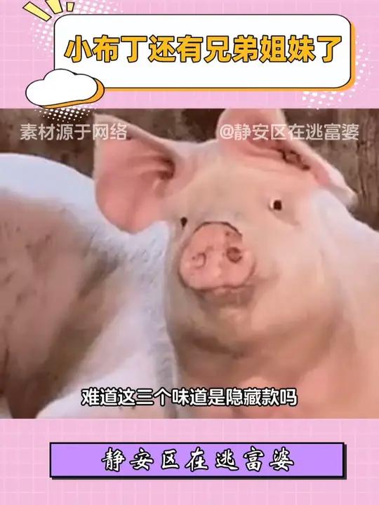 小布丁还有兄弟姐妹了?
