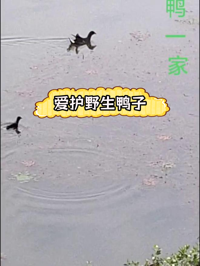 野鸭是国家保护动物,切勿捕捉