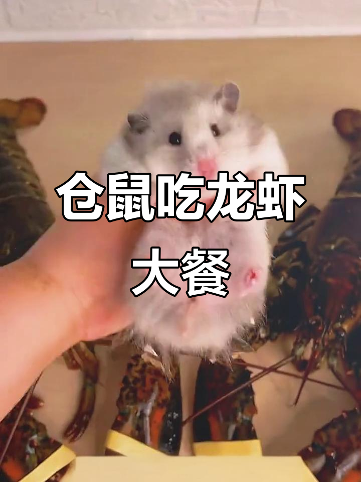 小仓鼠挑战龙虾三吃,烤蛋、披萨、碳烤样样来