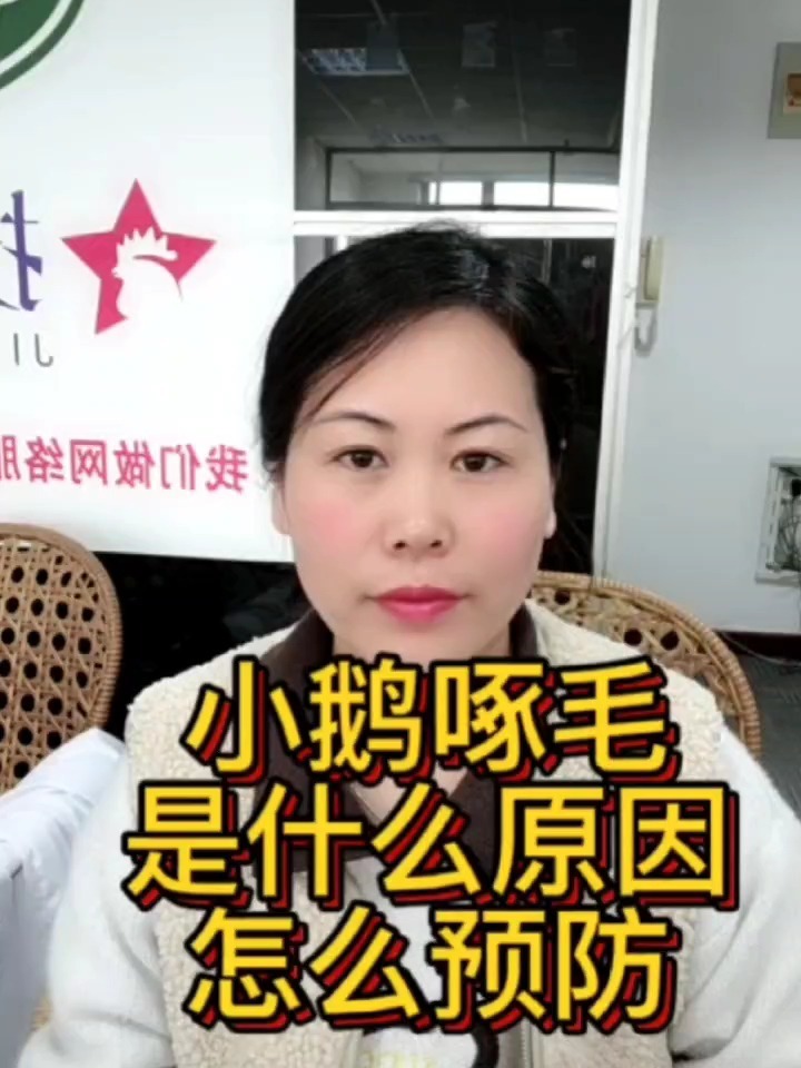 小鹅啄毛原因分析小鹅啄毛怎么应急处理