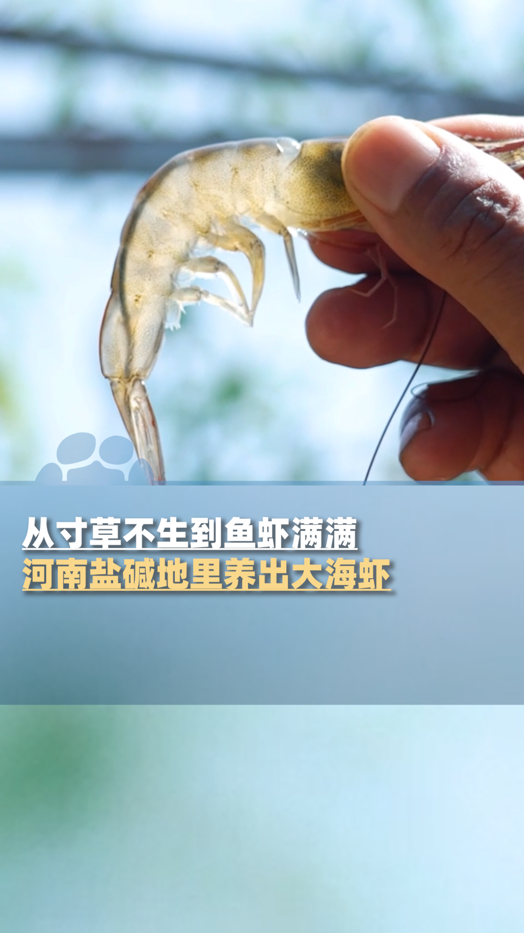 从寸草不生到鱼虾满满,河南盐碱地里养出大海虾