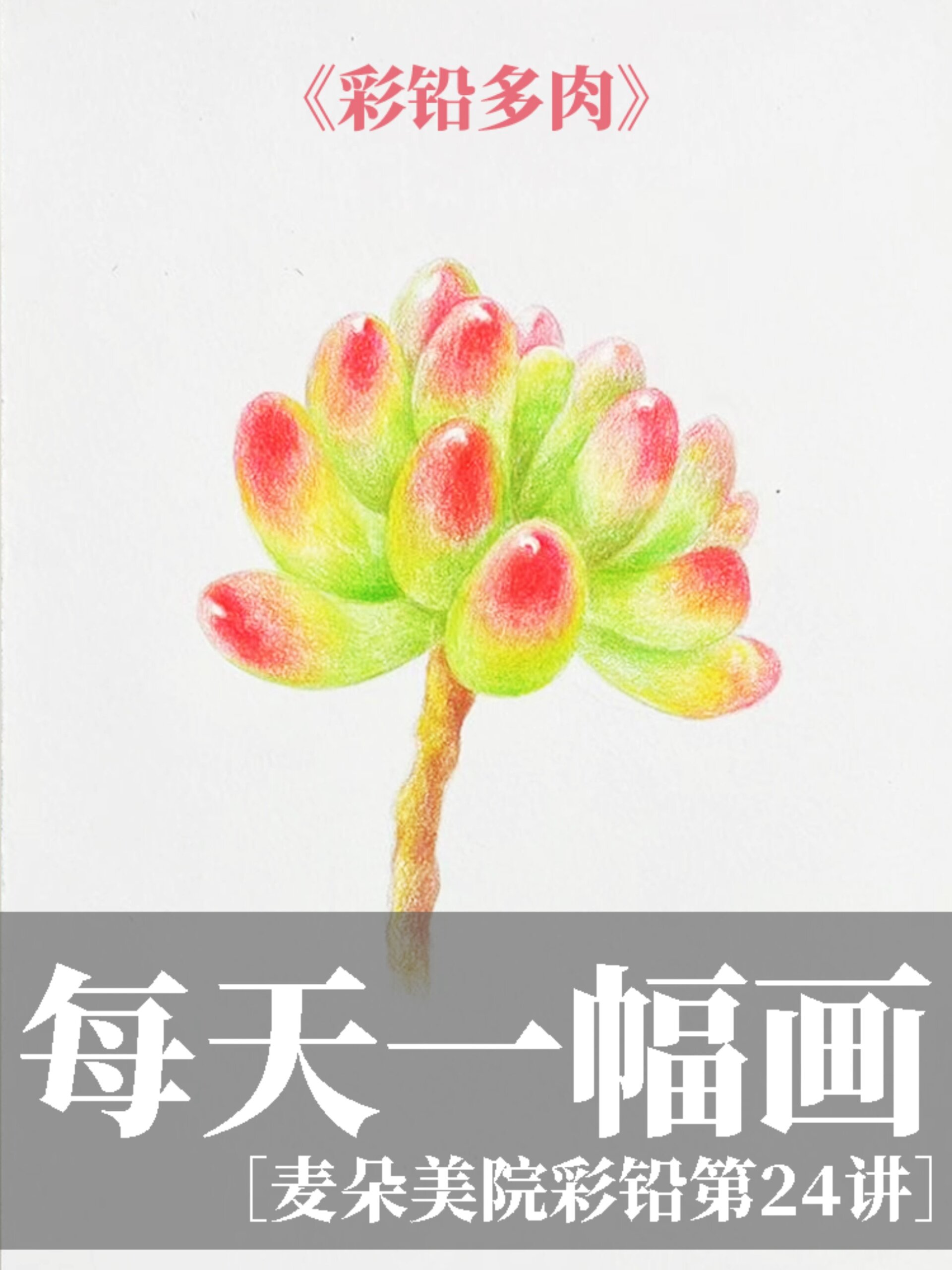 彩铅多肉保姆级教程,超详细新手上色技巧