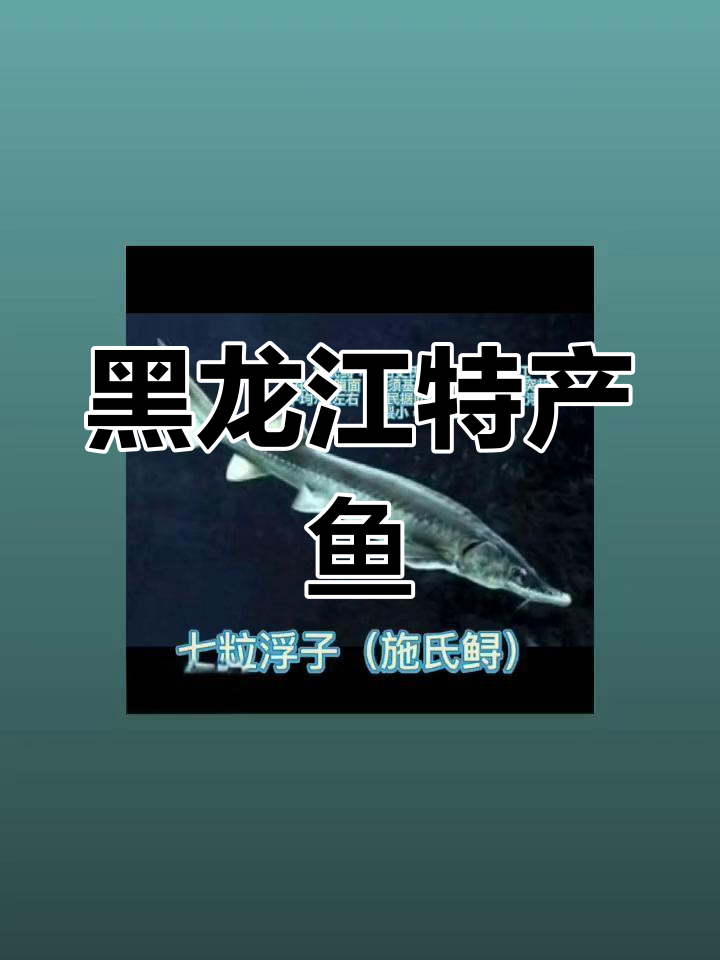 黑龙江常见鱼类大揭秘