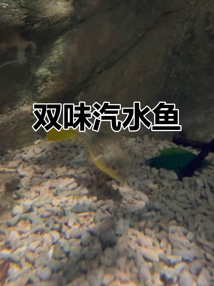 汽水鱼,甜咸双味,10月27日揭晓!