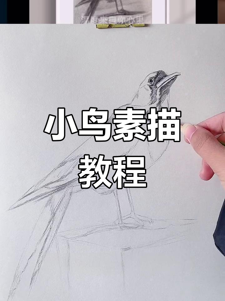 素描静物小鸟绘制技巧