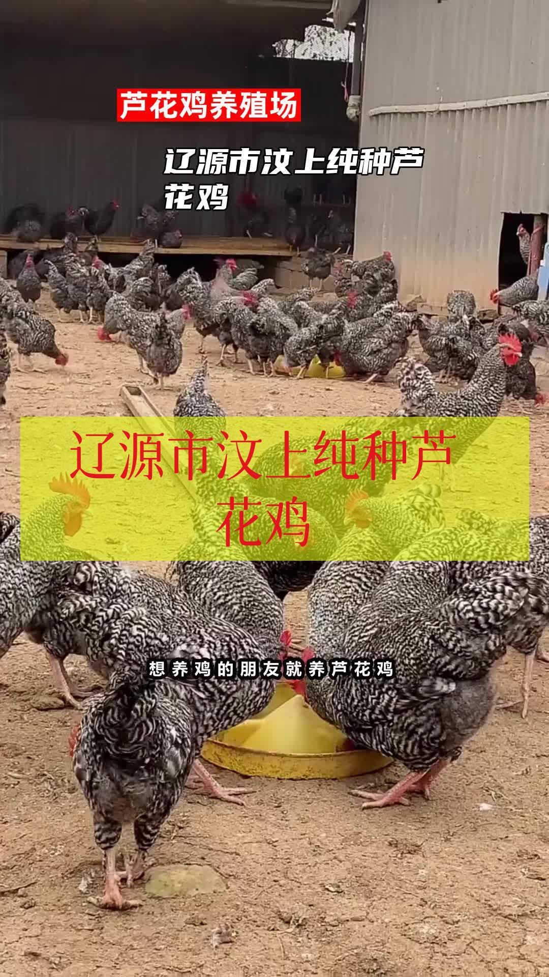 辽源市汶上纯种芦花鸡 芦花鸡养殖场 汶上纯种芦花鸡