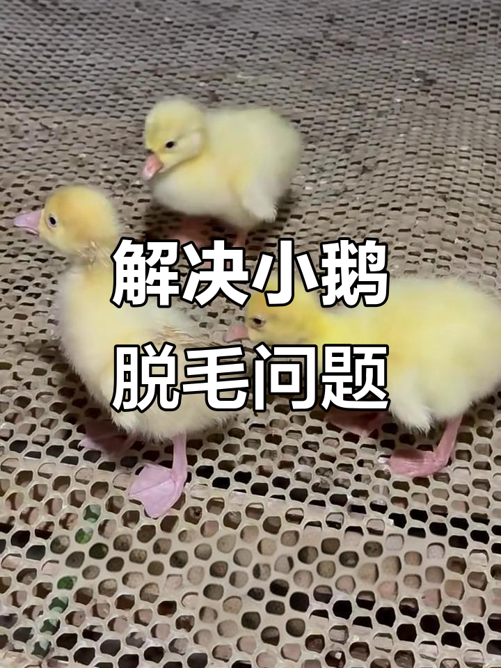 鹅啄毛吃的原因及解决方法