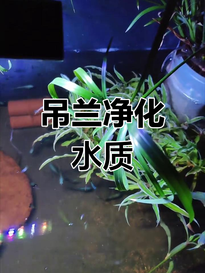 吊兰让鱼缸水变清,效果惊人