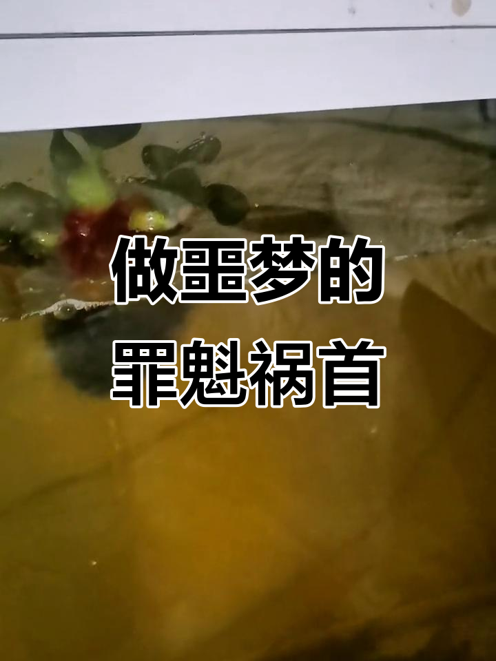 每天噩梦不断,鱼缸水声太恐怖了