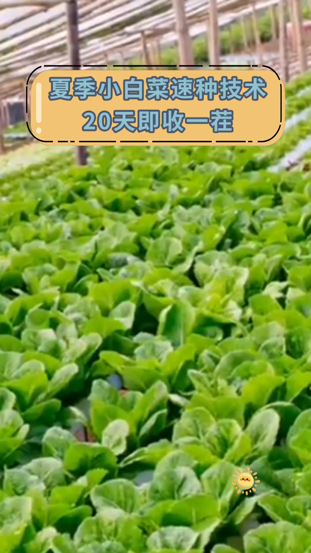 夏季小白菜速种技术 20天即收一茬