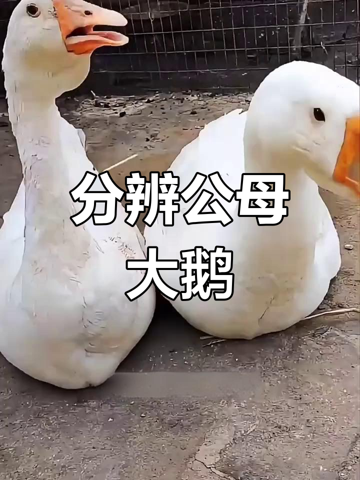 公母大鹅一眼识破,看这些特征就够了