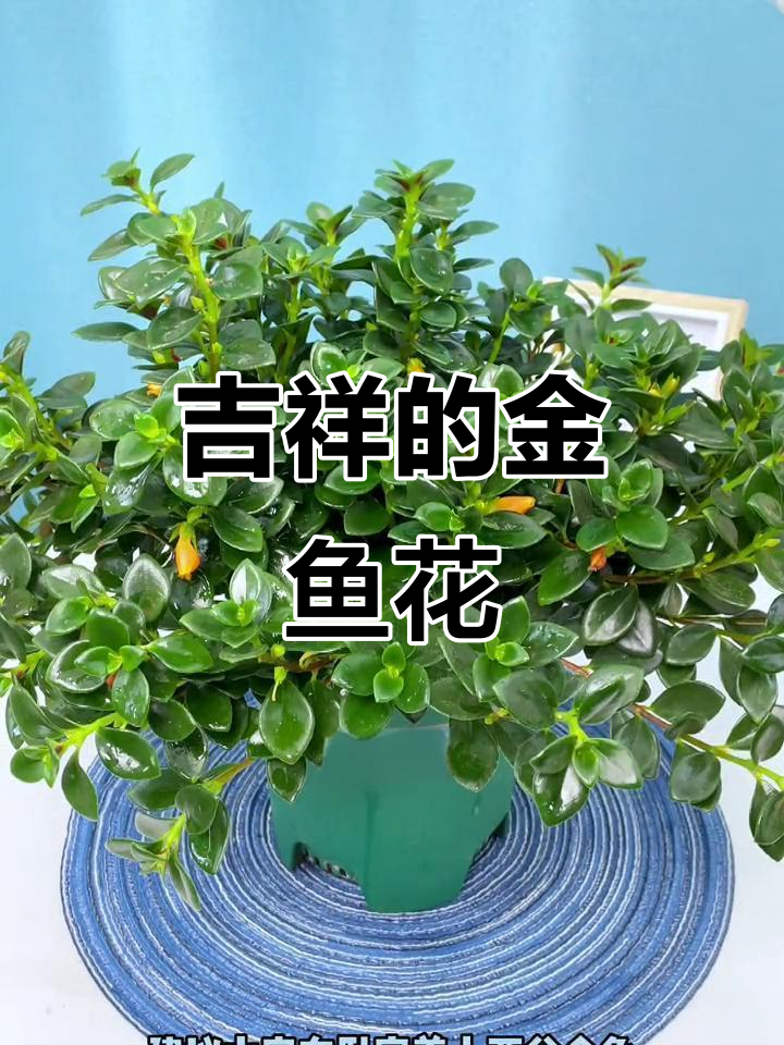 金鱼吊兰:寓意好运,开花如小金鱼般可爱