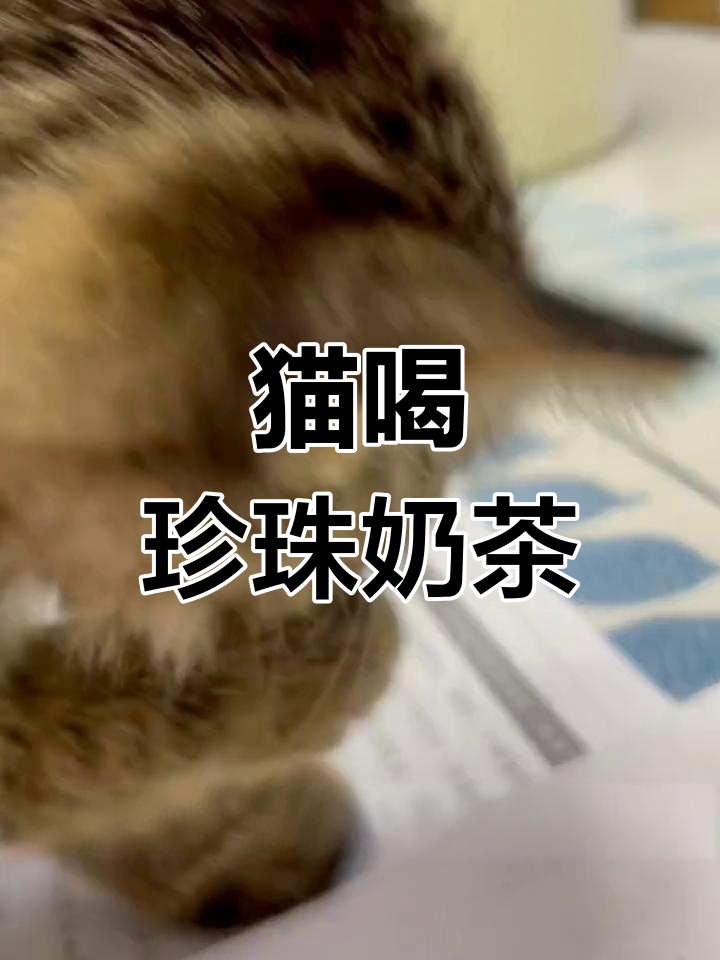 猫咪挑战珍珠奶茶,吃法太搞笑