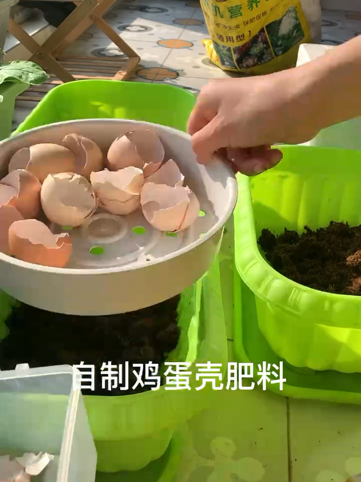 鸡蛋壳废物利用,自制鸡蛋壳肥料,超简单!